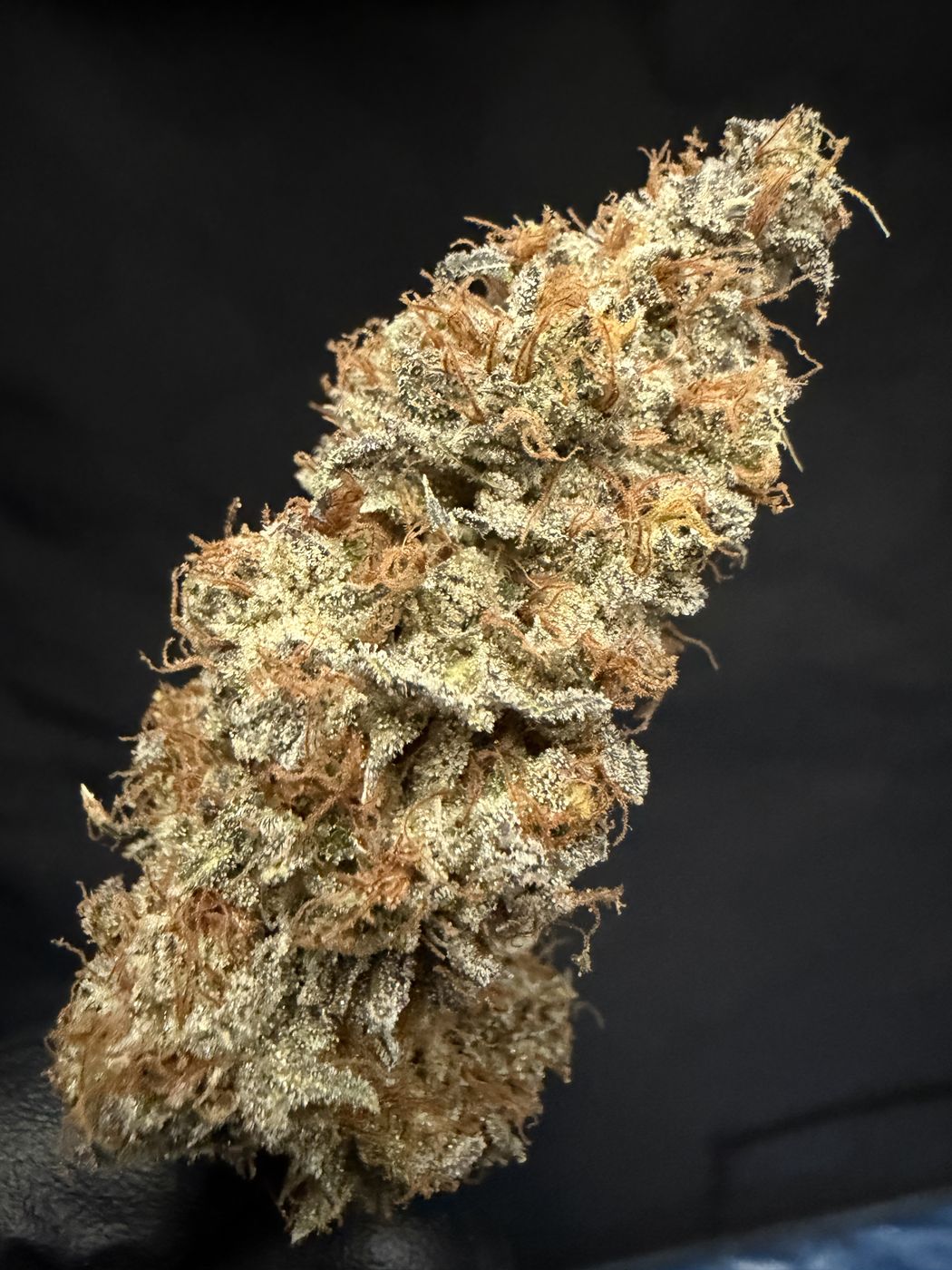 Cosmopolis flower bud, angled view