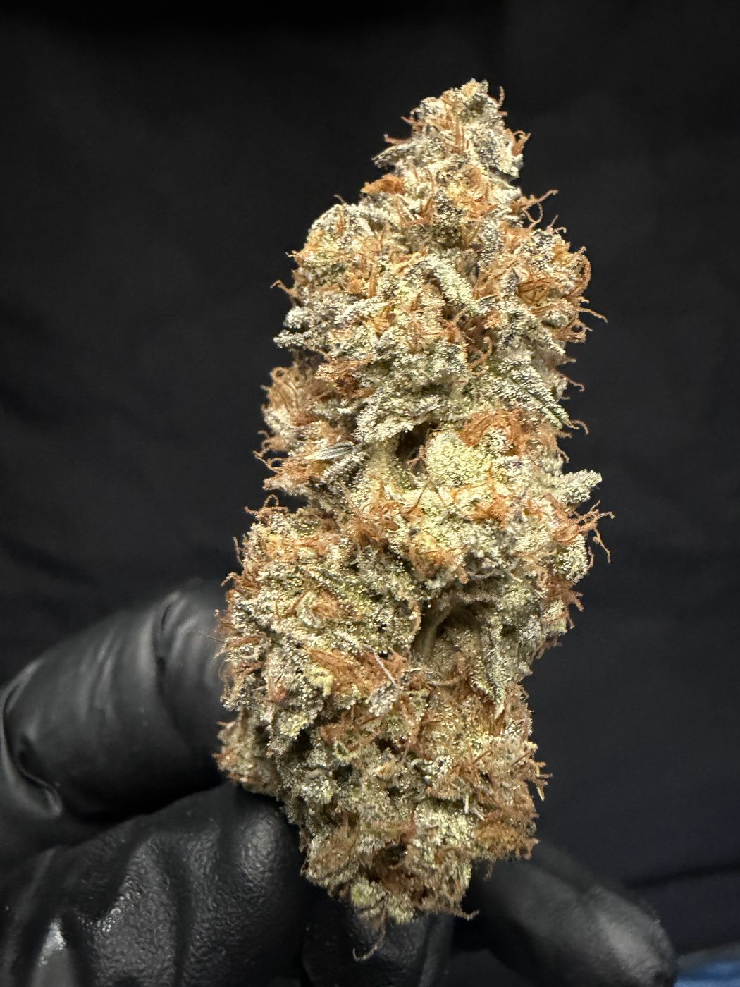 Cosmopolis flower bud held in a gloved hand