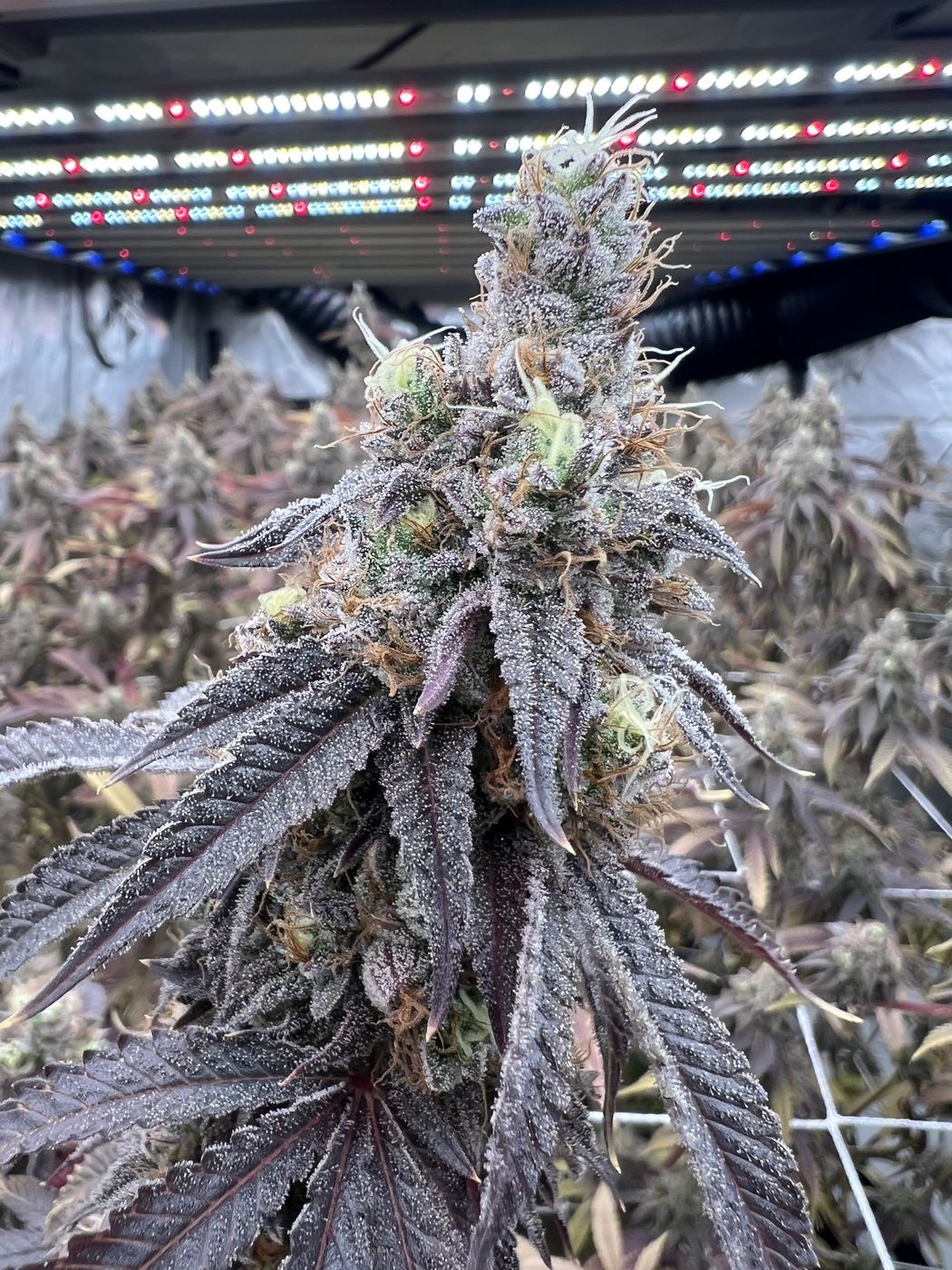 A frosty, purple-leafed WURMZ plant in flower under LED grow lights