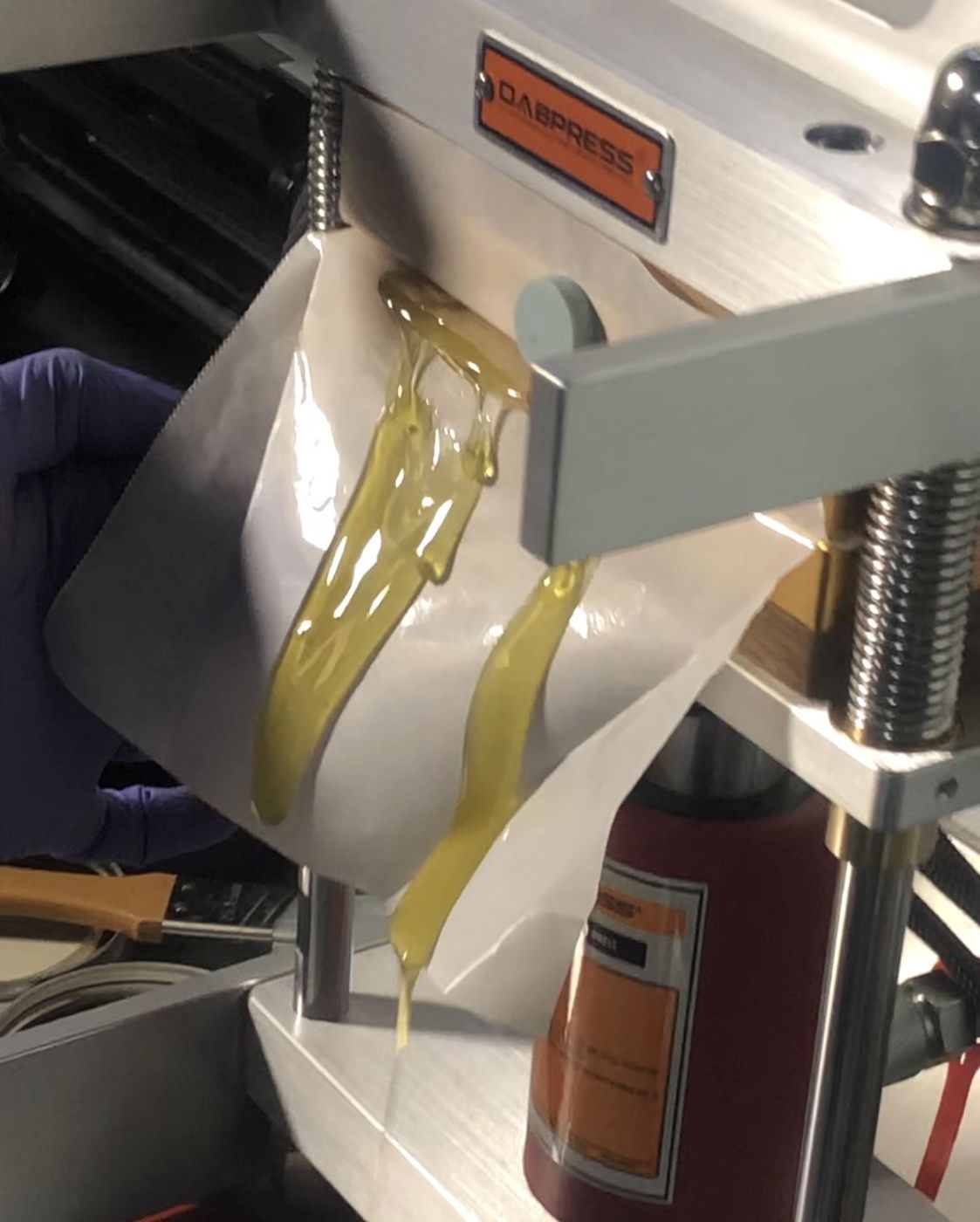 Fresh hash rosin flowing out of parchment on the WURMZ rosin press