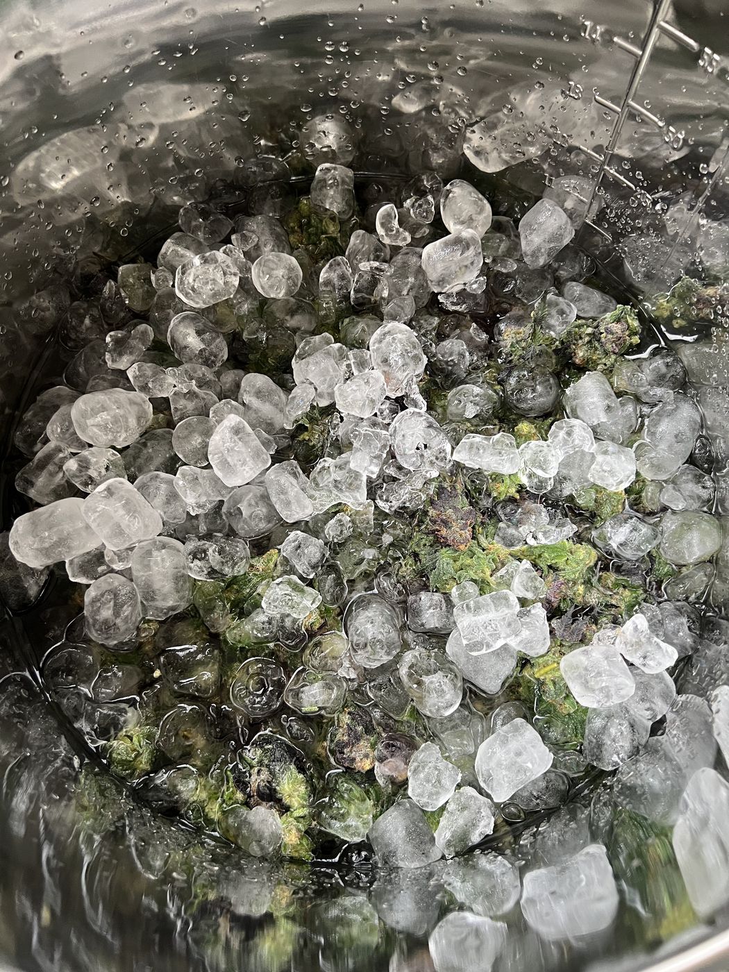 Cosmopolis being washed in ice water